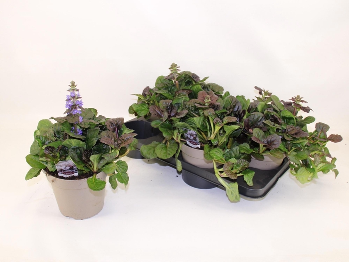 <h4>AJUGA REPT</h4>