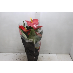 ANTHURIUM MICHIGAN P17 PREMIUM