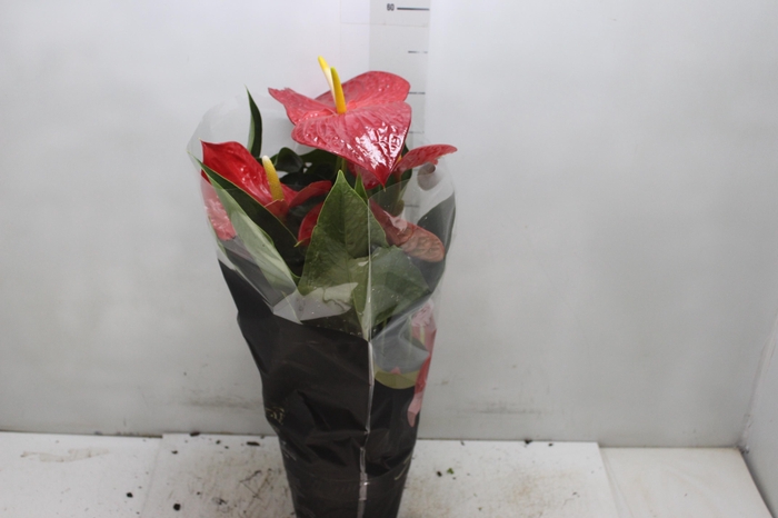 <h4>ANTHURIUM MICHIGAN P17 PREMIUM</h4>
