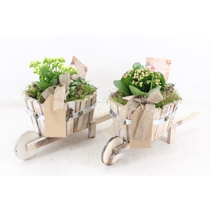 arr2 TD - Hout ton kruiwagen - roze/wit