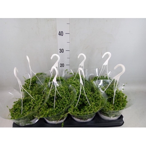 Senecio rowleyanus