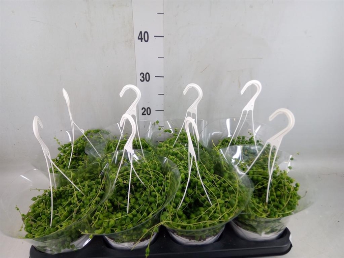 <h4>Senecio rowleyanus</h4>