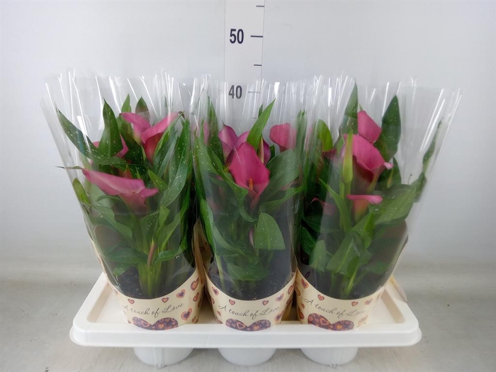 <h4>Zantedeschia   ...</h4>