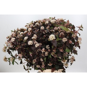 Physocarpus Opulifolius Diabolo