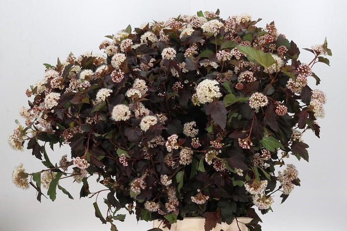 <h4>Physocarpus Opulifolius Diabolo</h4>