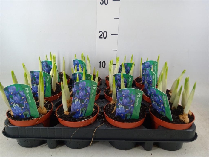 <h4>Iris reticulata 'Harmony'</h4>