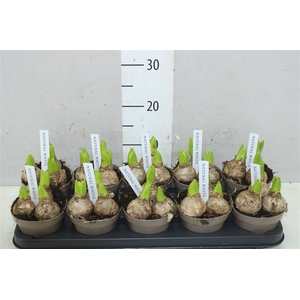 Hyacinthus White Pearl 3pp