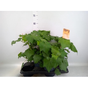 Sparrmannia africana