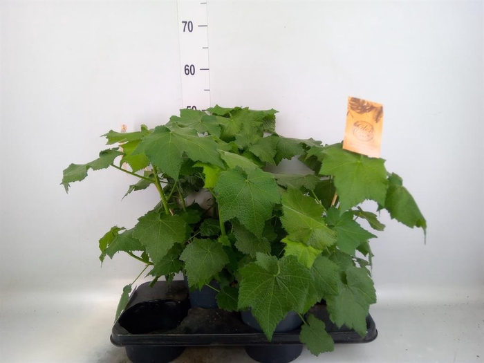 <h4>Sparrmannia africana</h4>
