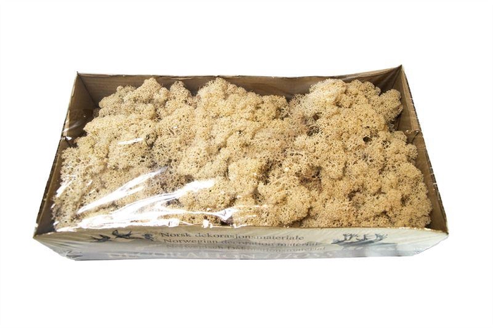 <h4>IJslandsmos gepreserveerd naturel1</h4>