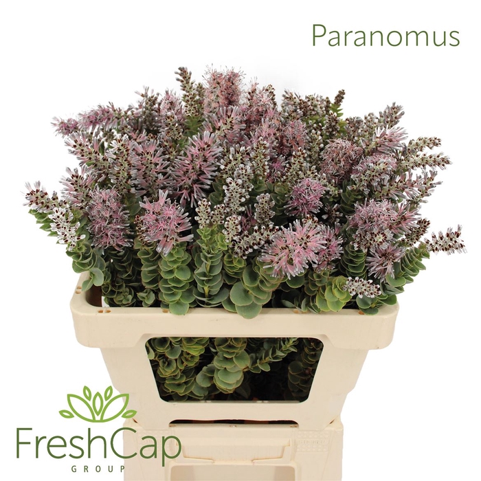 <h4>Paranomus</h4>