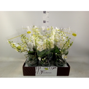 Phalaenopsis multi.   ...white