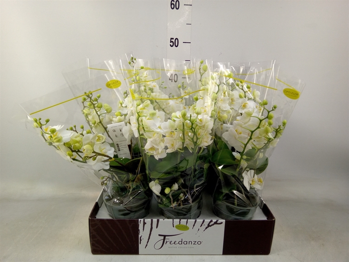 <h4>Phalaenopsis multi.   ...white</h4>
