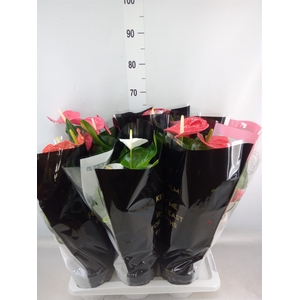 Anthurium   ...mix