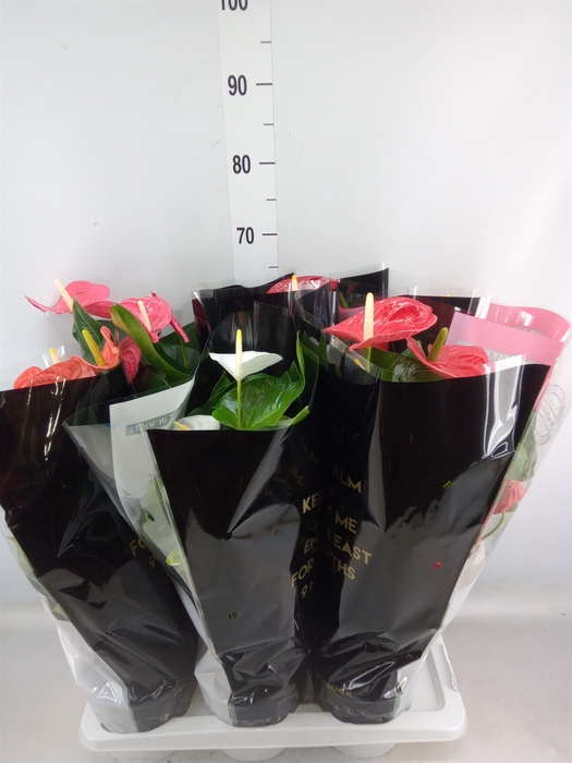 <h4>Anthurium   ...mix</h4>