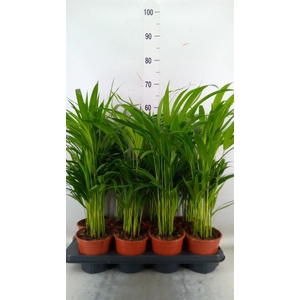 Dypsis lutescens   ...Chrysalidoca