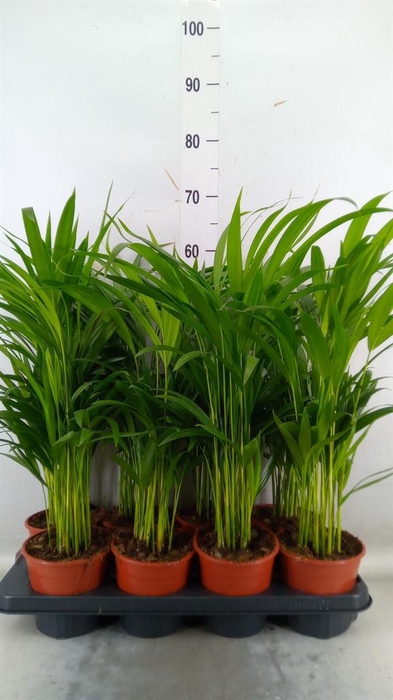 <h4>Dypsis lutescens   ...Chrysalidoca</h4>