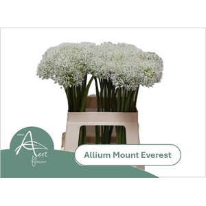 ALLIUM MOUNT EVEREST
