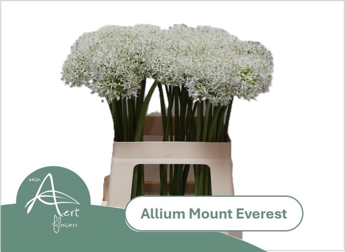 <h4>ALLIUM MOUNT EVEREST</h4>