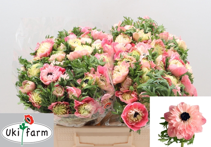 <h4>ANEM CO LEVAN ROSA</h4>