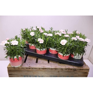 arr8 Dian Osc Light Pink