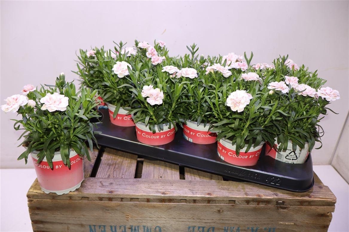 <h4>arr8 Dian Osc Light Pink</h4>