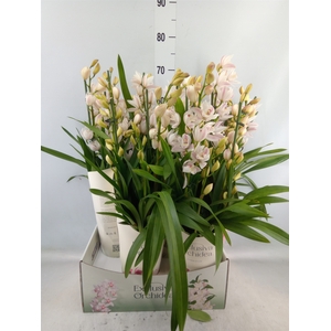 Cymbidium   ...