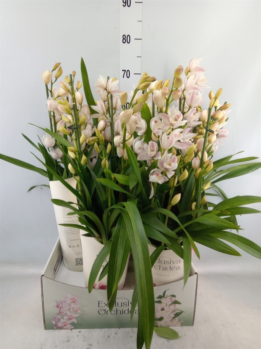 <h4>Cymbidium   ...</h4>