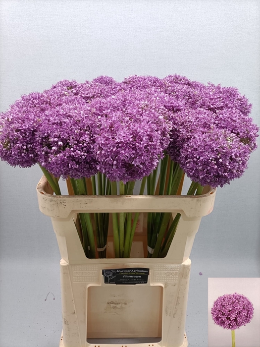 ALLIUM SUPER BOWL