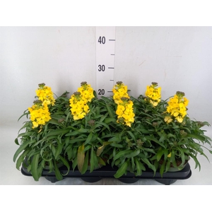 Erysimum  'Leya Lemon Glow'