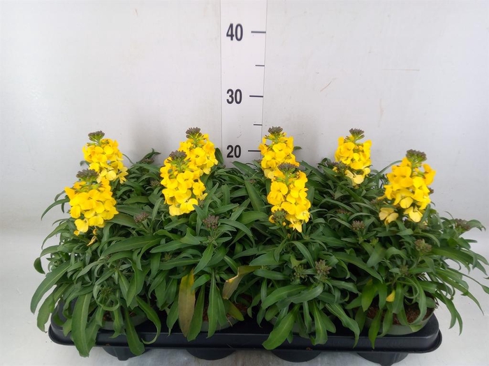 <h4>Erysimum  'Leya Lemon Glow'</h4>