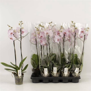 PHAL HARMONY