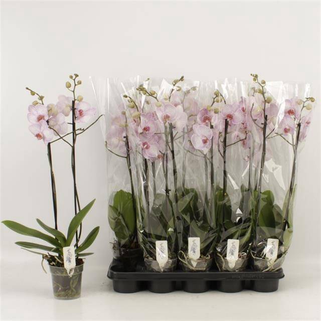 <h4>PHAL HARMONY</h4>