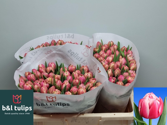 <h4>TU DU COLUMBUS</h4>