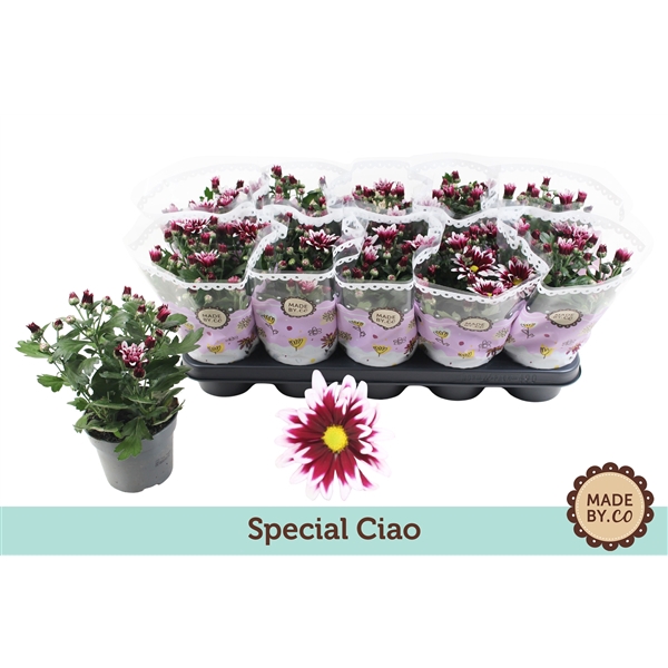 <h4>Chrysant Special Ciao</h4>