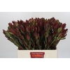 Leucadendron Senorita Spray