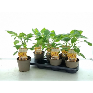 Physalis peruviana