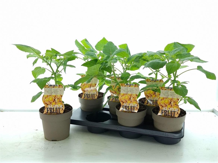 <h4>Physalis peruviana</h4>