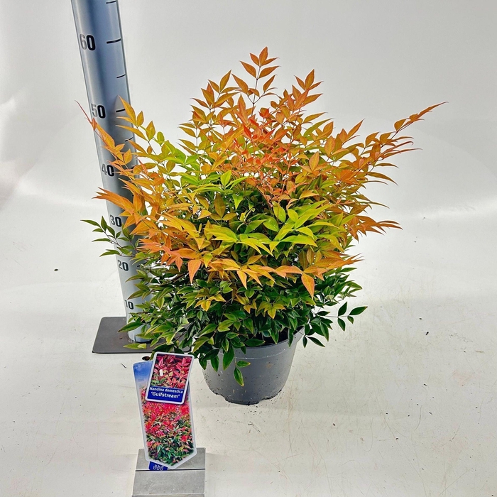 <h4>Nandina domestica</h4>