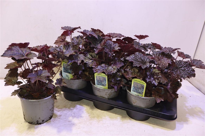 <h4>arr8 Heuch Mi Palace Purp</h4>