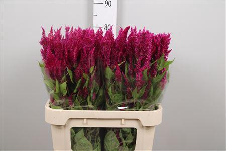 <h4>Cel P Sunday Purple</h4>