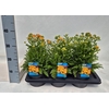 Achillea millefolium