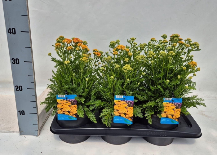 Achillea millefolium
