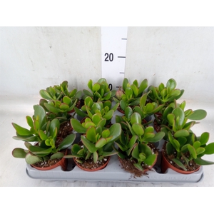Crassula ovata 'Sunset'