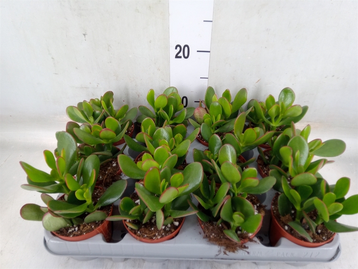 <h4>Crassula ovata 'Sunset'</h4>