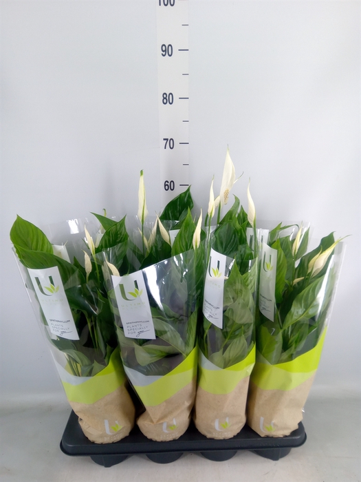 <h4>Spathiphyllum  'Strauss'</h4>