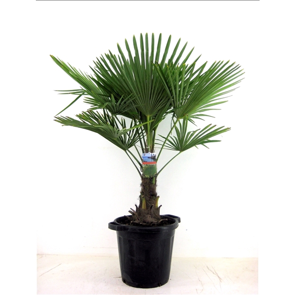 <h4>Trachycarpus fortunei</h4>