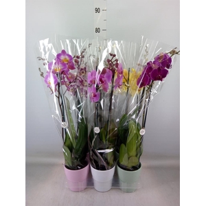 Phalaenopsis   ...mix