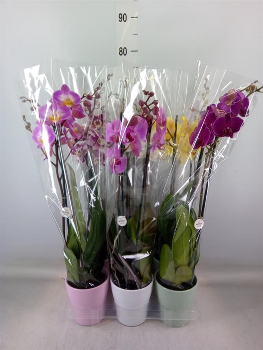 <h4>Phalaenopsis ...mix</h4>