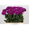 Dahlia Purple Fox